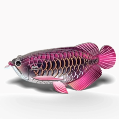 Eugy 118 Asian Arowana Card 3D Puzzle