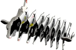 Eugy 079 Holstein Friesian Cow Card 3D Puzzle
