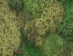 Javis Lichen Green Bulk Pack