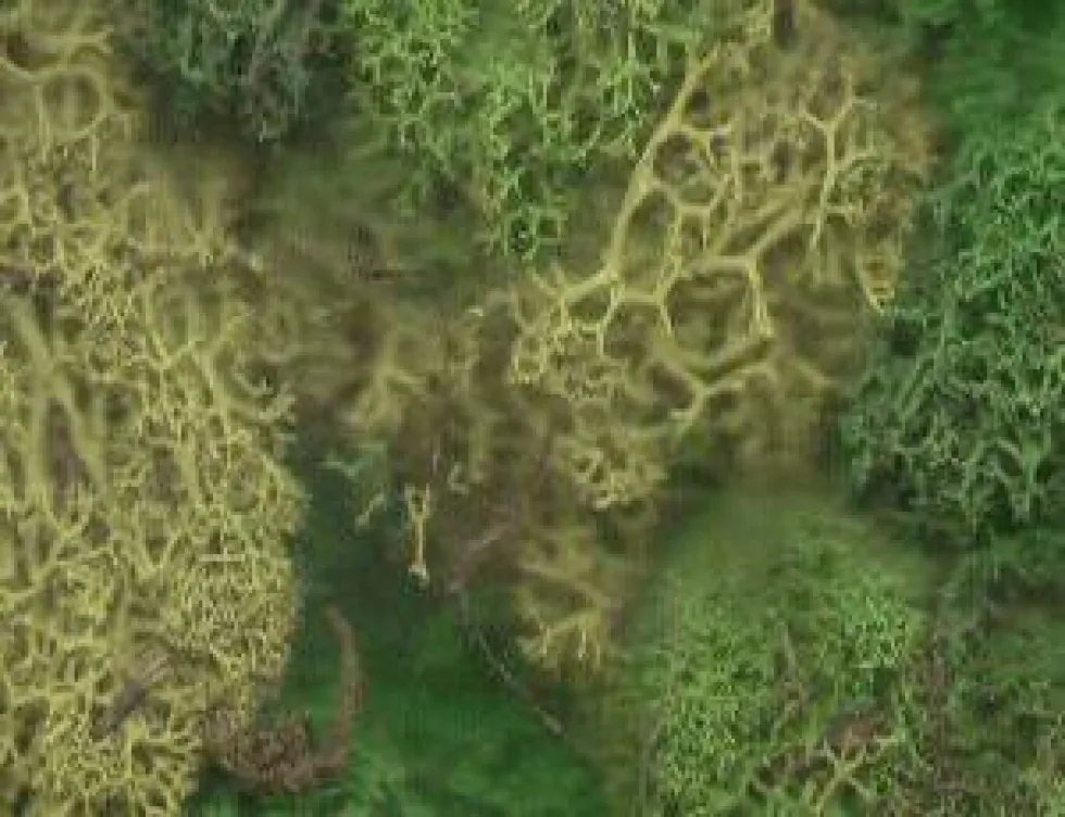 Javis Lichen Green Bulk Pack