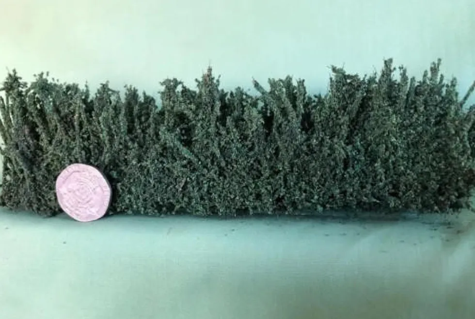 K+M Model Country Hedge 170MM