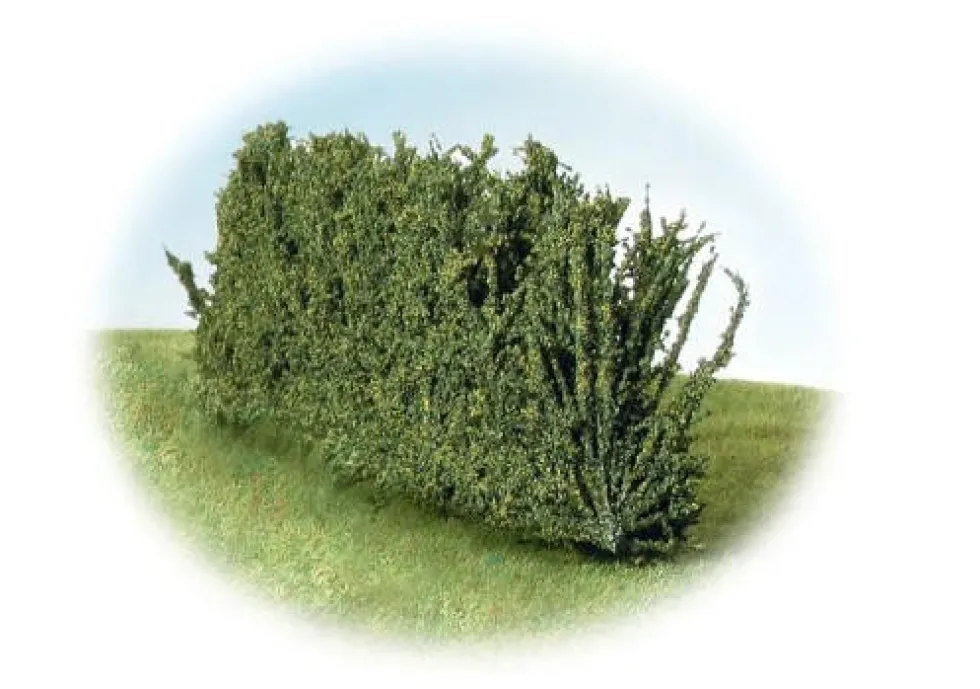 K+M Model Country Hedge 170MM