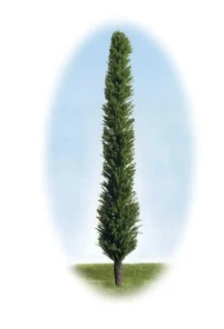 K+M Model Trees 175 Single Poplar Model Tree