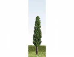 K+M Model Trees 50mm Single Poplar Model Tree