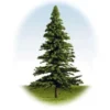 K+M Model Trees 125mm Single Fir Model Tree
