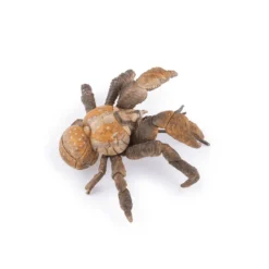 Papo Toys Coconut Crab