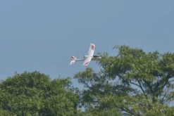 Volantex Ranger 600 Glider 3Ch 600mm Brushed W/Gyro EPP RTF RC Glider