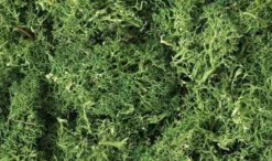 Woodland Scenics Medium Green Lichen