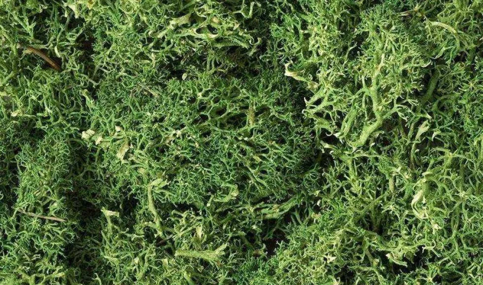 Woodland Scenics Medium Green Lichen